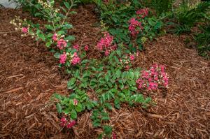 CREPE MYRTLE - PINK